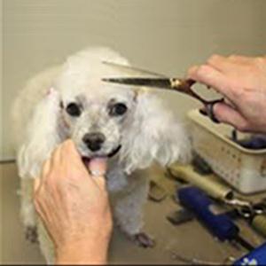 Зоосалоны, зоопарикмахерские Евпатории